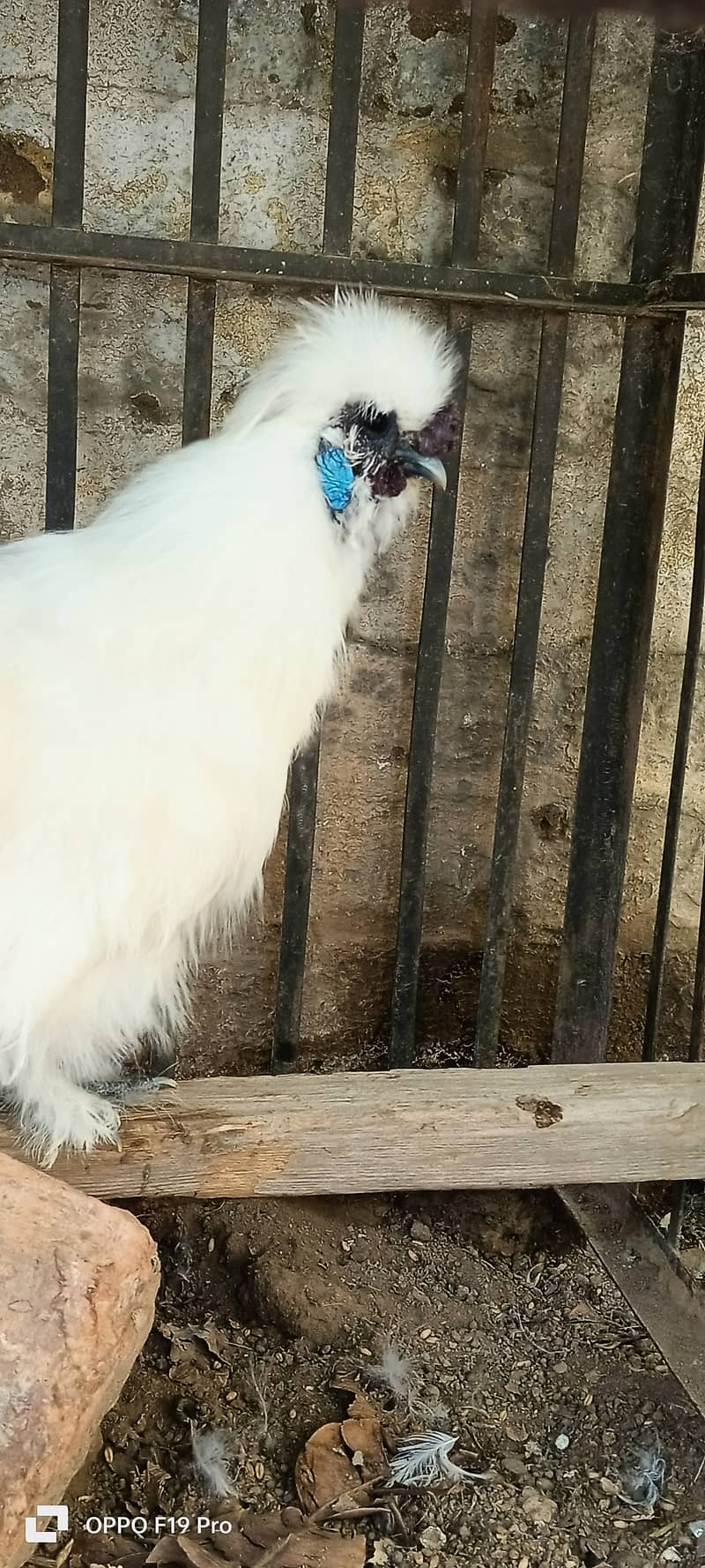 White silkies 2 male for sale 2