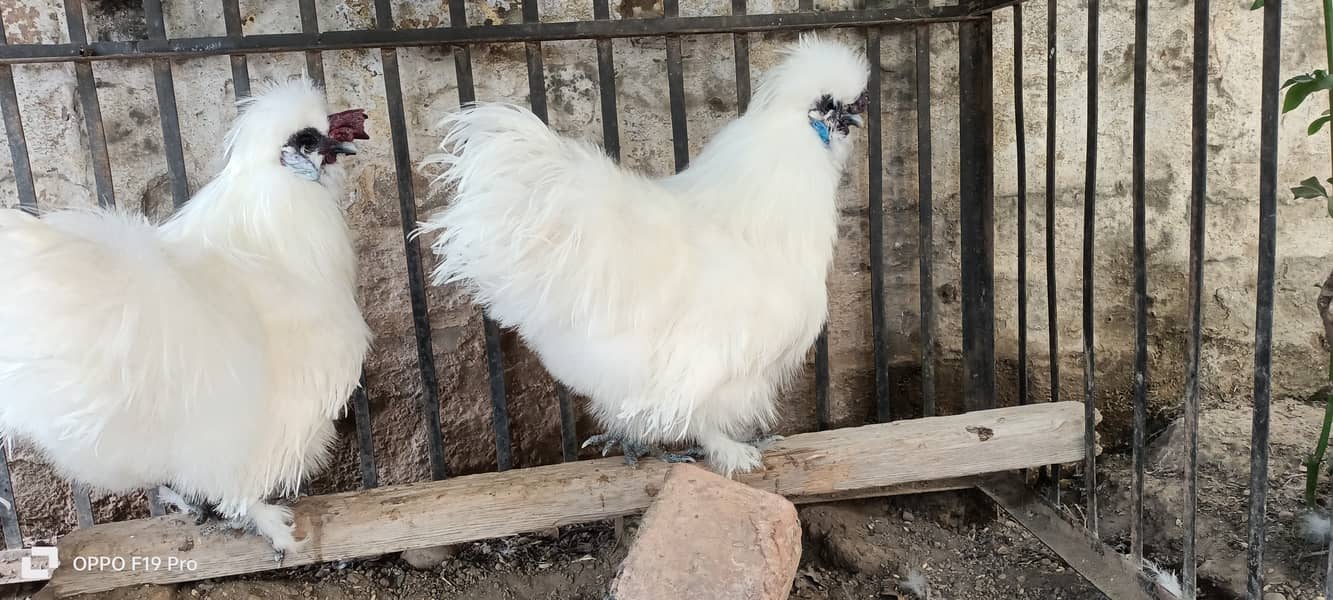 White silkies 2 male for sale 3