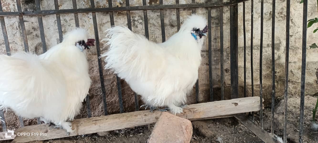 White silkies 2 male for sale 4