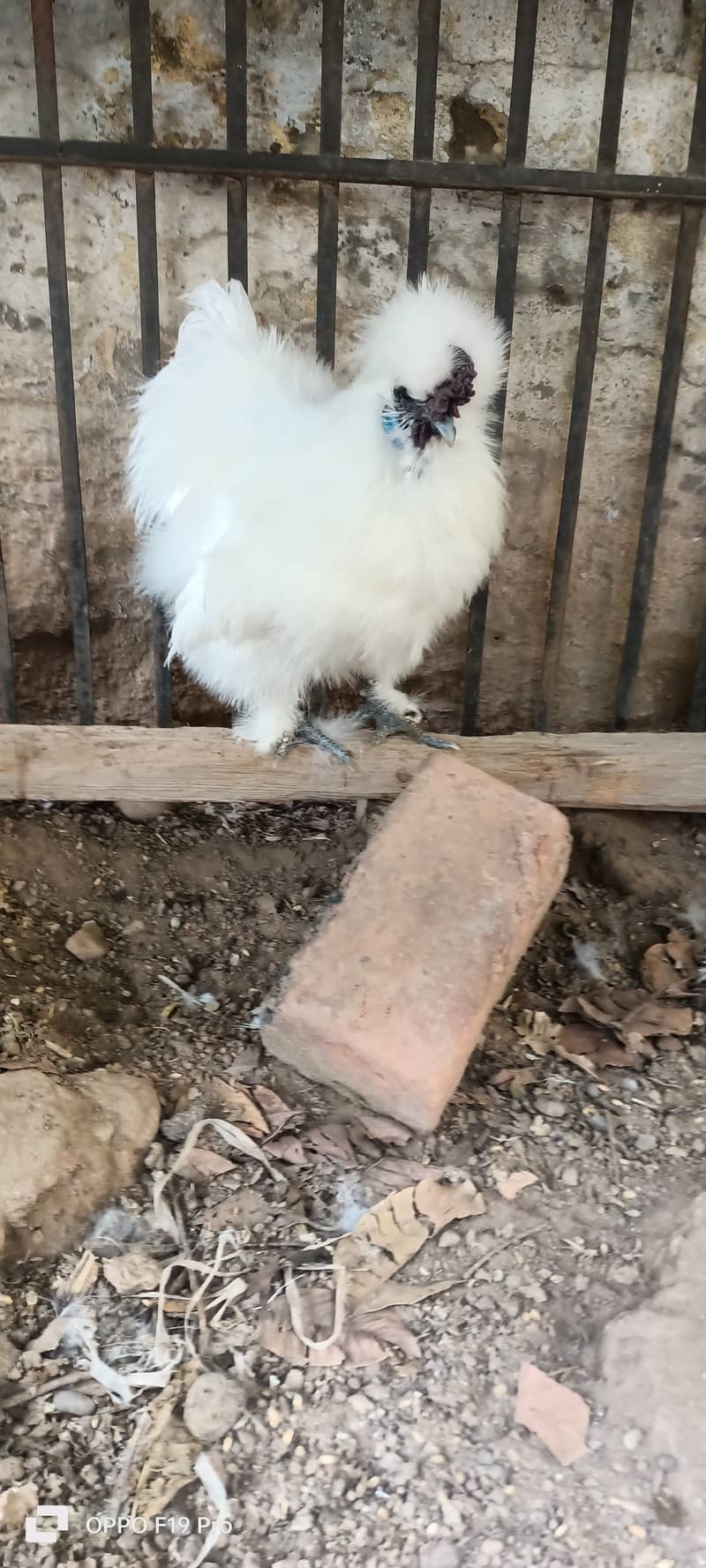 White silkies 2 male for sale 5