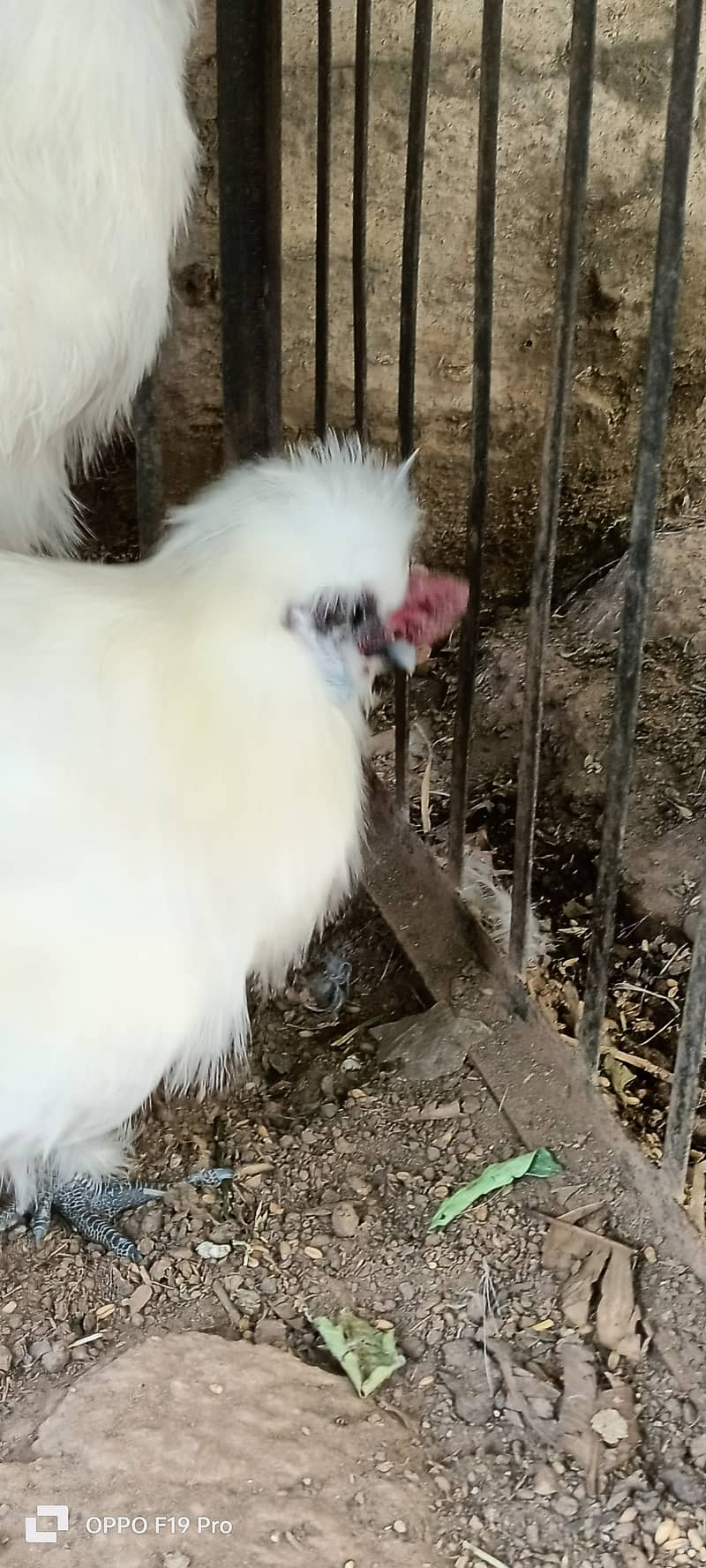White silkies 2 male for sale 6