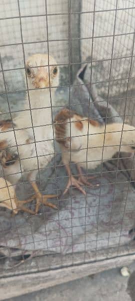aseel chicks for sale chaska party dur rahay 1