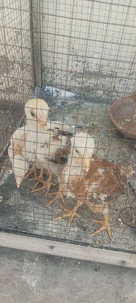 aseel chicks for sale chaska party dur rahay 3