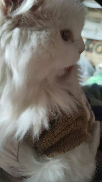 Persian pure white cat for sale 1