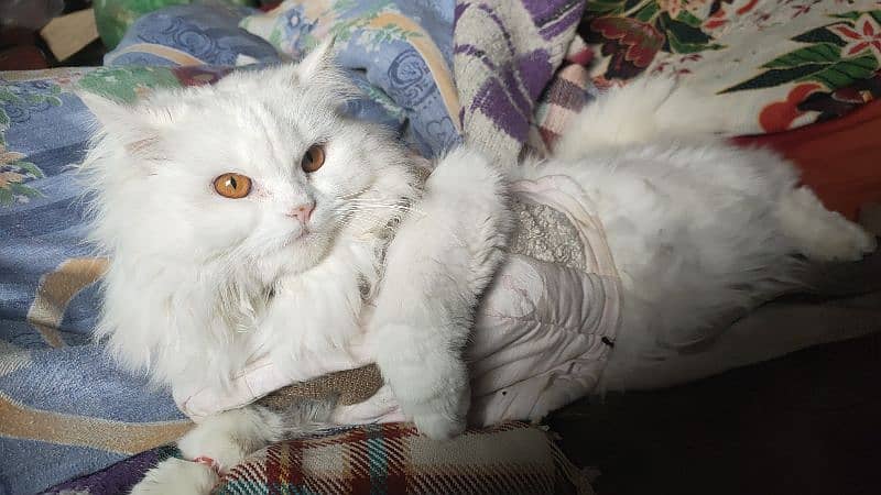 Persian pure white cat for sale 3