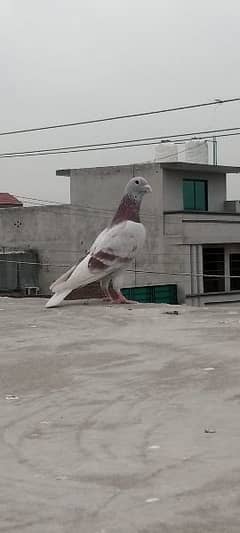 sharbati pigeon for sale