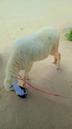 Sheep for sale age 8month 0