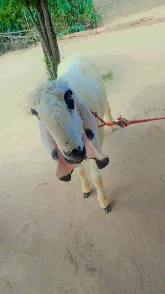 Sheep for sale age 8month 2