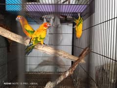 Sunconure Breeder Pairs and Ready to Breed 0