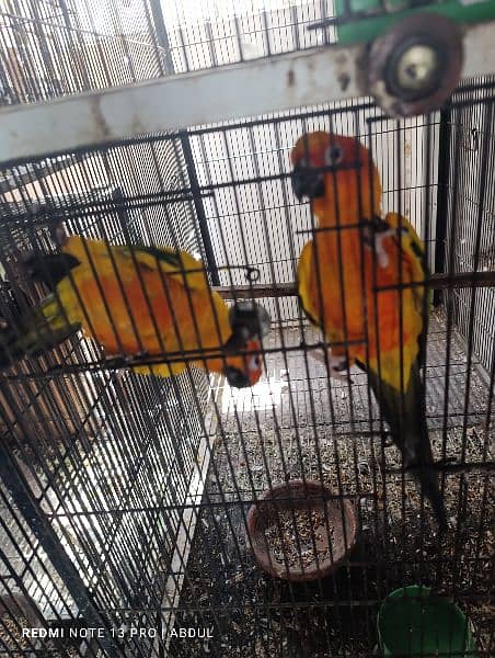 Sunconure Breeder Pairs and Ready to Breed 1