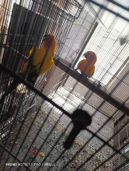 Sunconure Breeder Pairs and Ready to Breed 2
