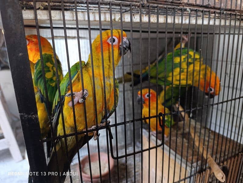 Sunconure Breeder Pairs and Ready to Breed 3