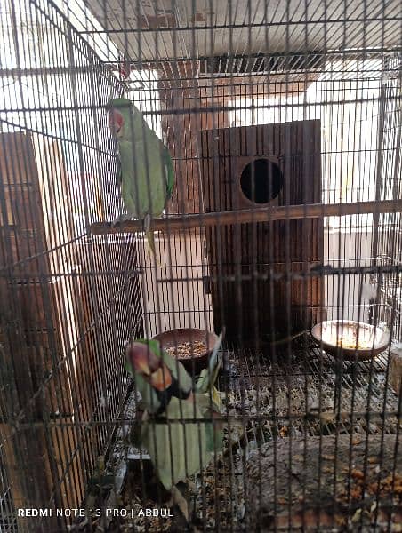 Sunconure Breeder Pairs and Ready to Breed 5