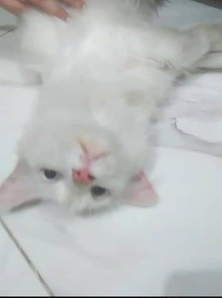 White Persian Cat 1