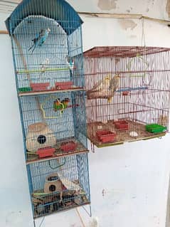 Cockatiel, Fisher, Budgies and Two Cages