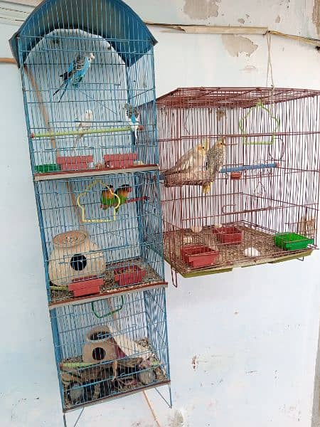 Cockatiel, Fisher, Budgies and Two Cages 0