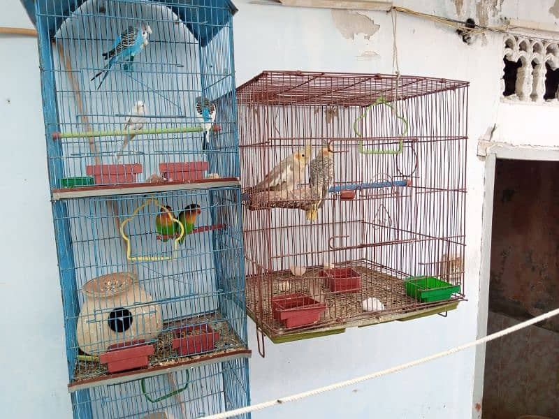 Cockatiel, Fisher, Budgies and Two Cages 1
