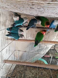 urgent blue fisher/inos and green Fisher 7 to 8 months age