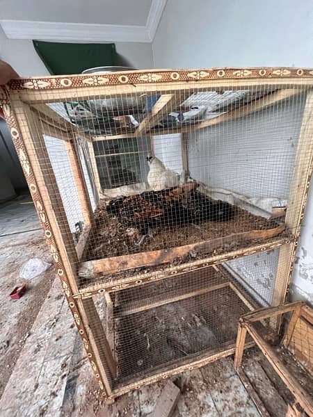 Big breeding cages for hen 4x6 Ft 2