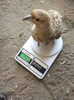 Irani big pair for sale good size first breed ke chicks sold out 0