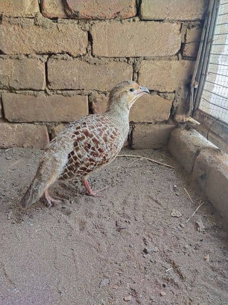 Irani big pair for sale good size first breed ke chicks sold out 1