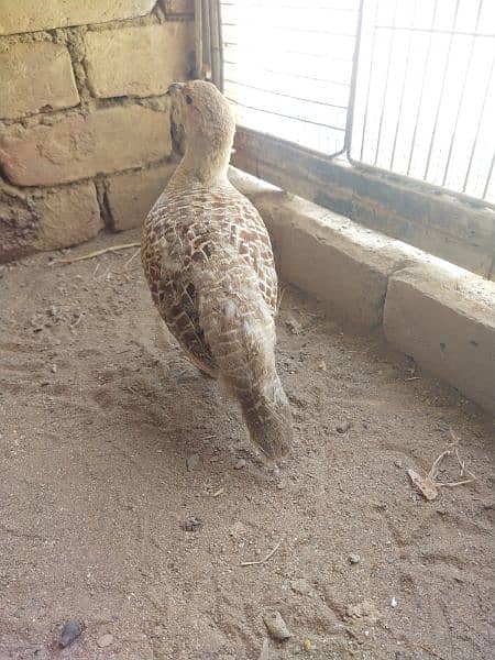 Irani big pair for sale good size first breed ke chicks sold out 2