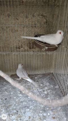Snow White Dove breeder pair