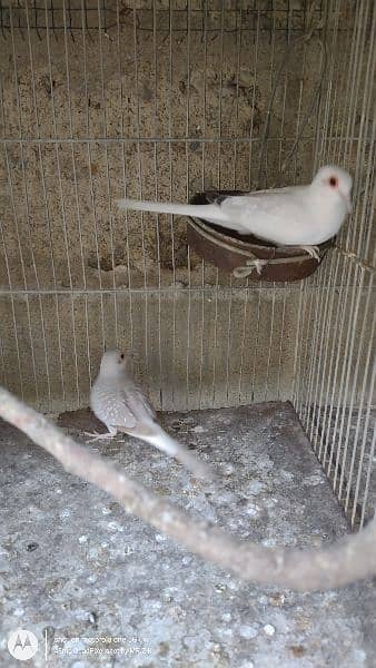 Snow White Dove breeder pair 0