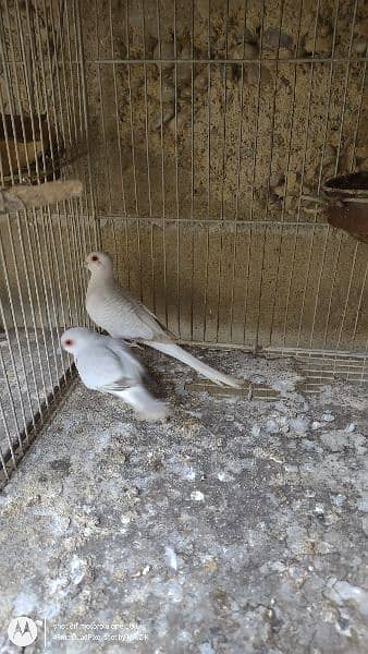 Snow White Dove breeder pair 1