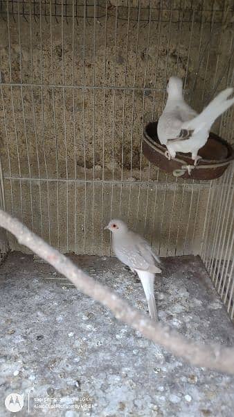 Snow White Dove breeder pair 4