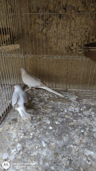 Snow White Dove breeder pair 5