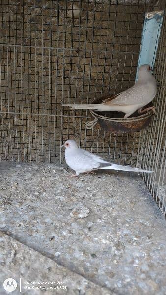 Snow White Dove breeder pair 6