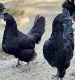 ayam semani indonation and turkey birds