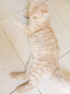 persian male for sale double coat 0