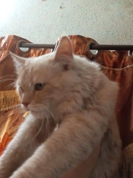persian male for sale double coat 2