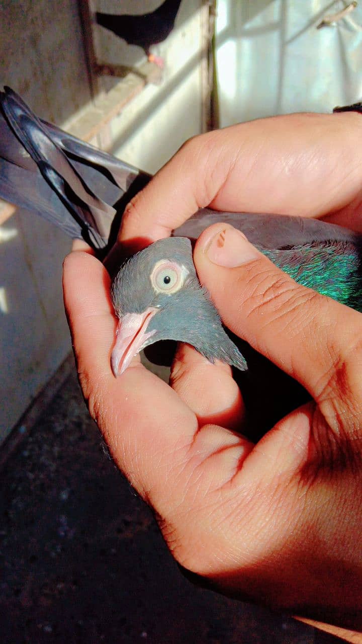 black pigeons / tede pigeons / black tade pigeons / pigeons for sale 2