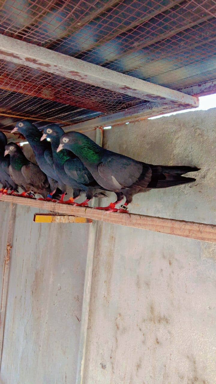 black pigeons / tede pigeons / black tade pigeons / pigeons for sale 9