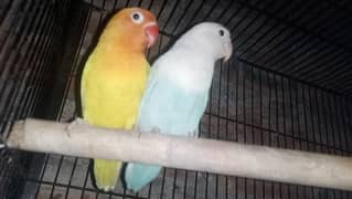 Pastel Blue & Lutino Healthy & Active Pair With 2 Baby