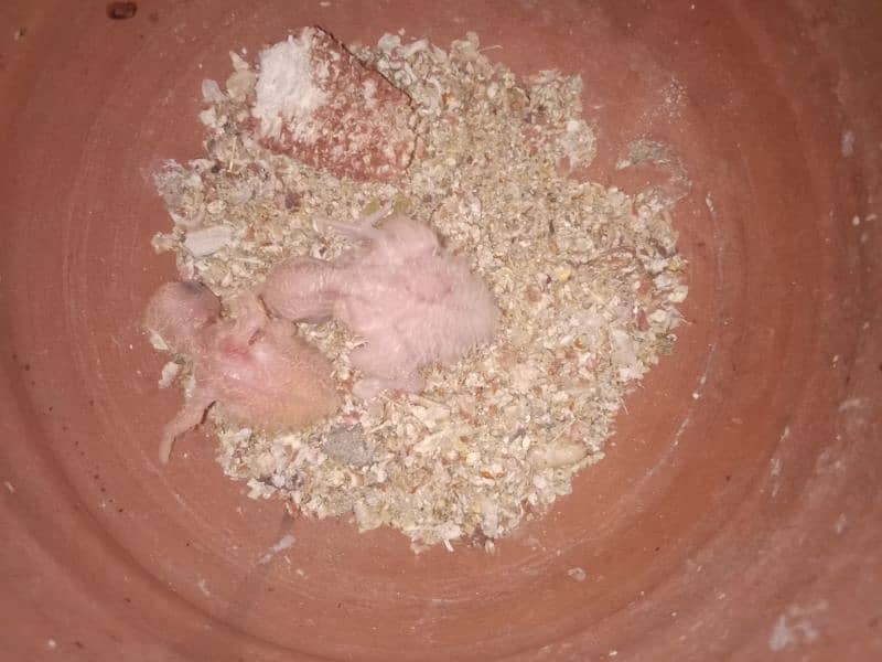 snow White Finch _ Pastel Blue & Lutino Healthy & Active Pair 4