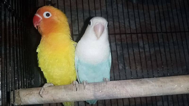 snow White Finch _ Pastel Blue & Lutino Healthy & Active Pair 7