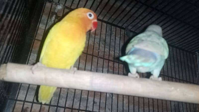 snow White Finch _ Pastel Blue & Lutino Healthy & Active Pair 8