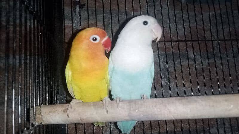 snow White Finch _ Pastel Blue & Lutino Healthy & Active Pair 10