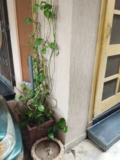 Plants and pots