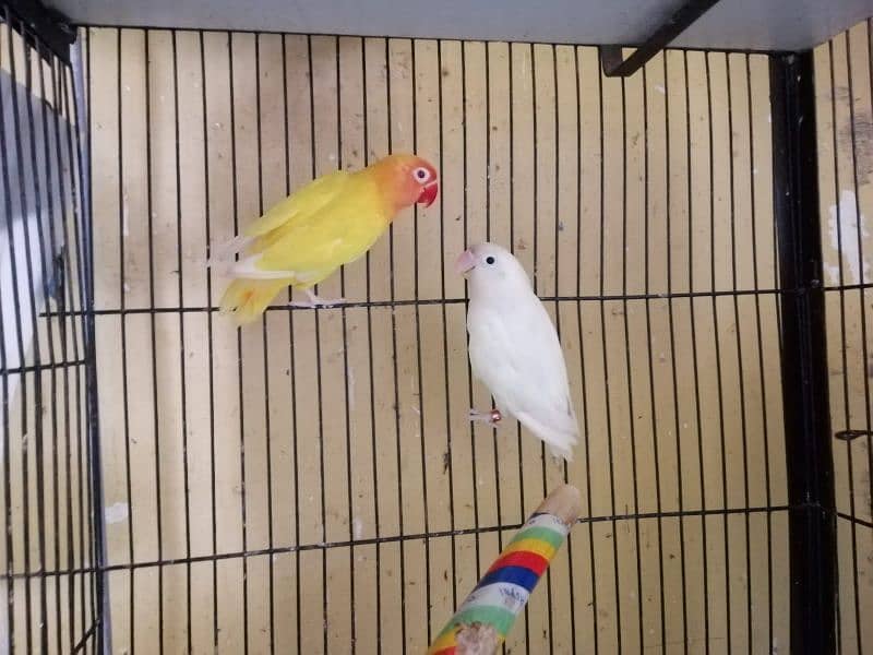 Love birds Decino, Albino, Parblue/ino 1