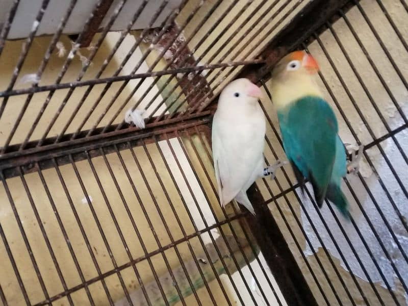 Love birds Decino, Albino, Parblue/ino 2