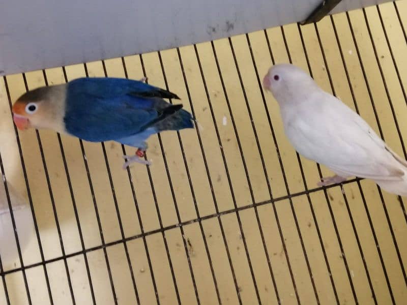 Love birds Decino, Albino, Parblue/ino 5