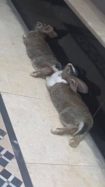 Beautiful pair of rabbits 1