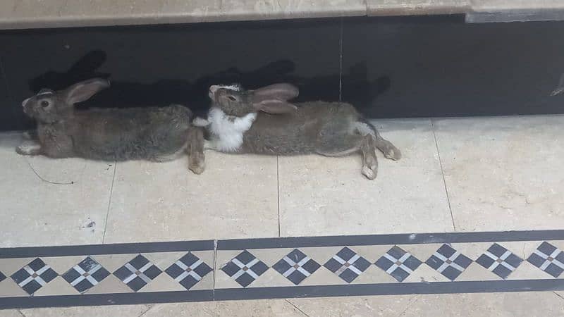 Beautiful pair of rabbits 3