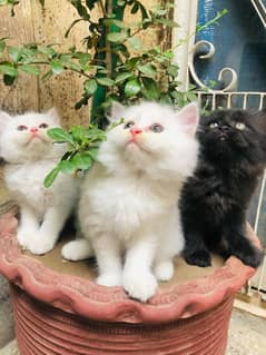 Persion Cat Kitten