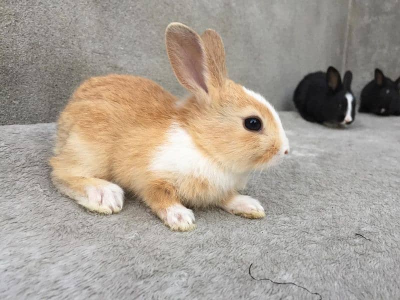 Beautiful pair of rabbits 5